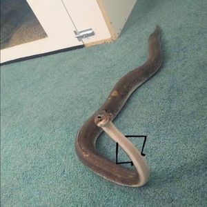 Meet your Posher, Laritza